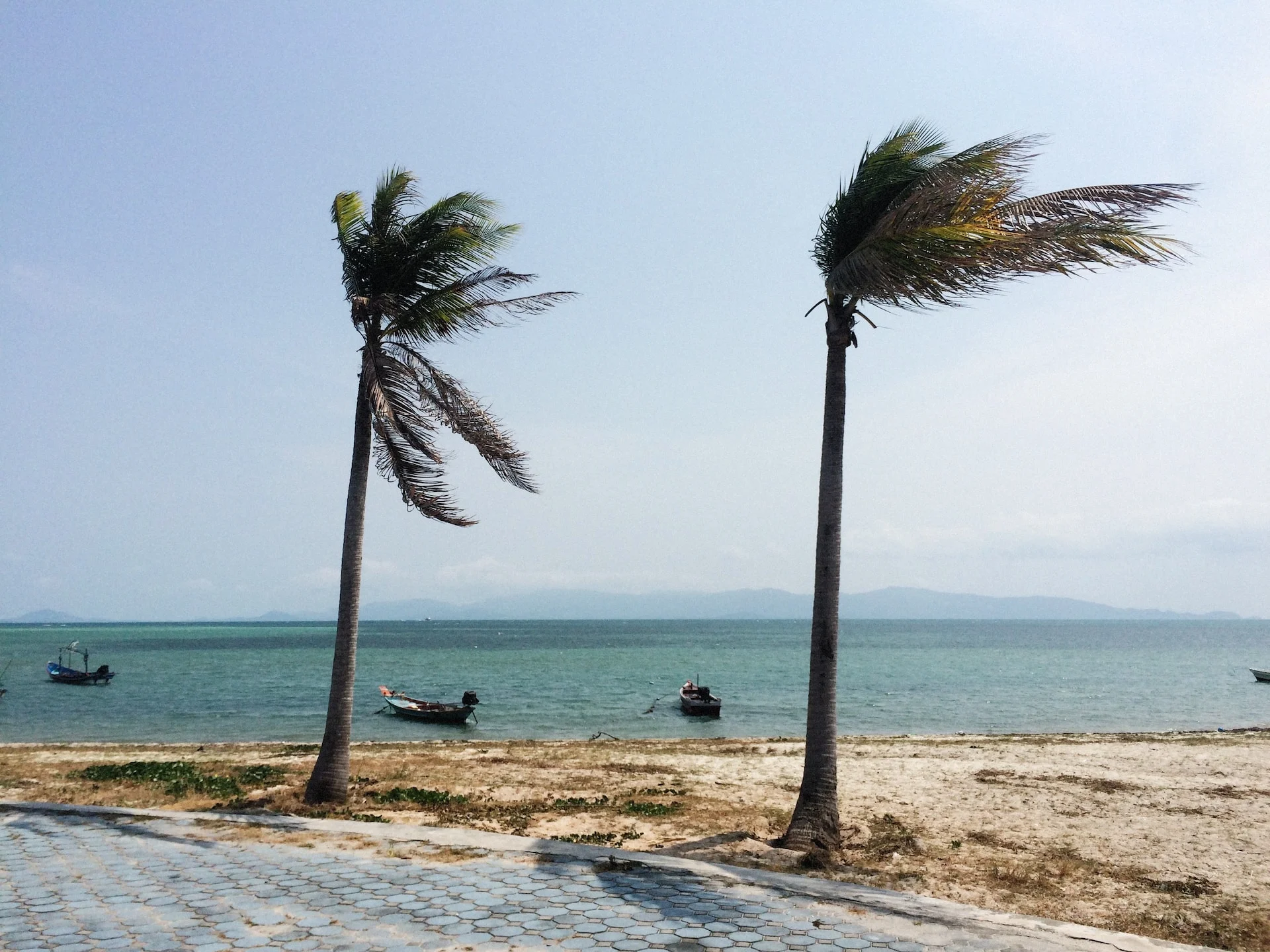 Palm trees being swayed by the breeze on an island