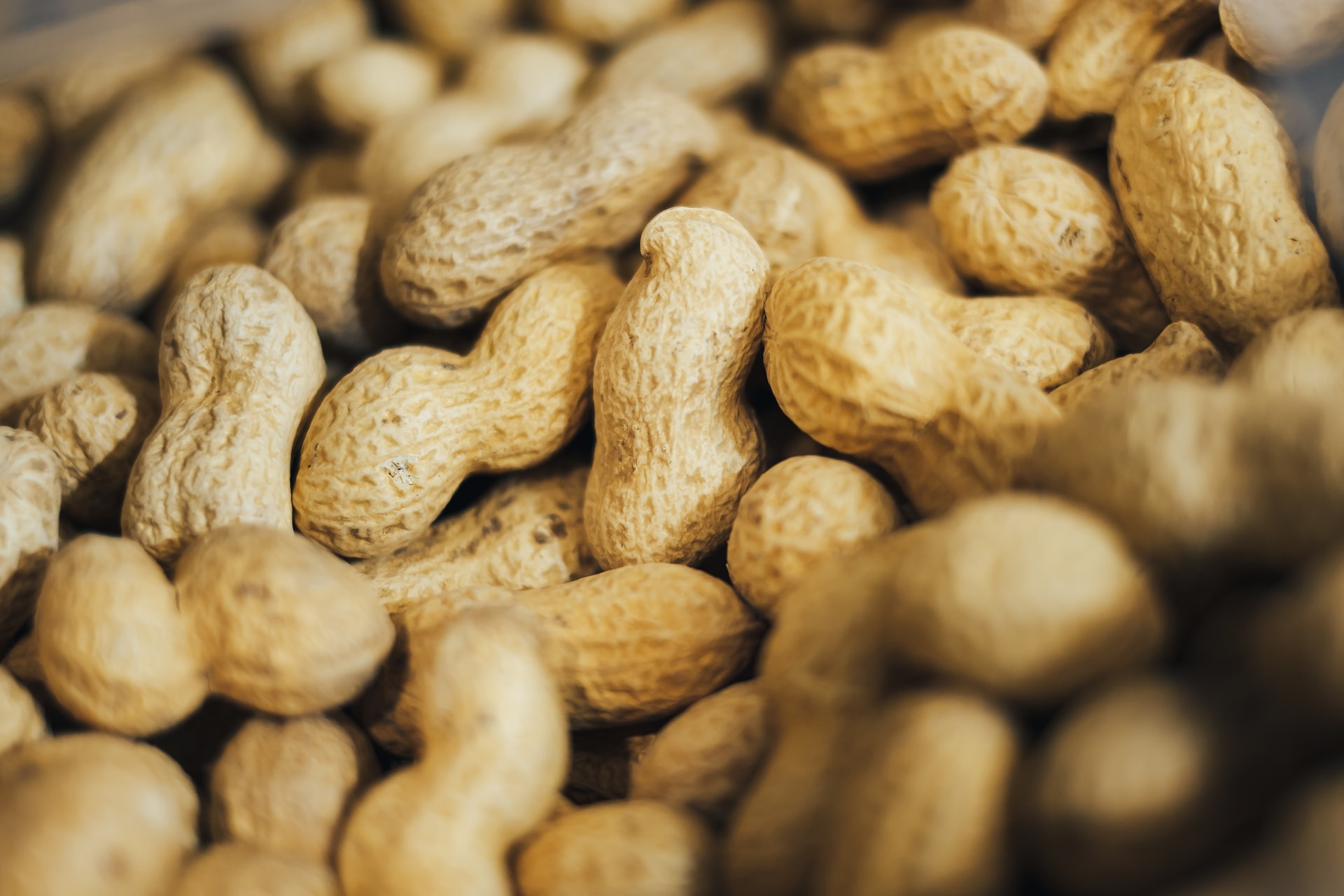 Close-up of peanuts