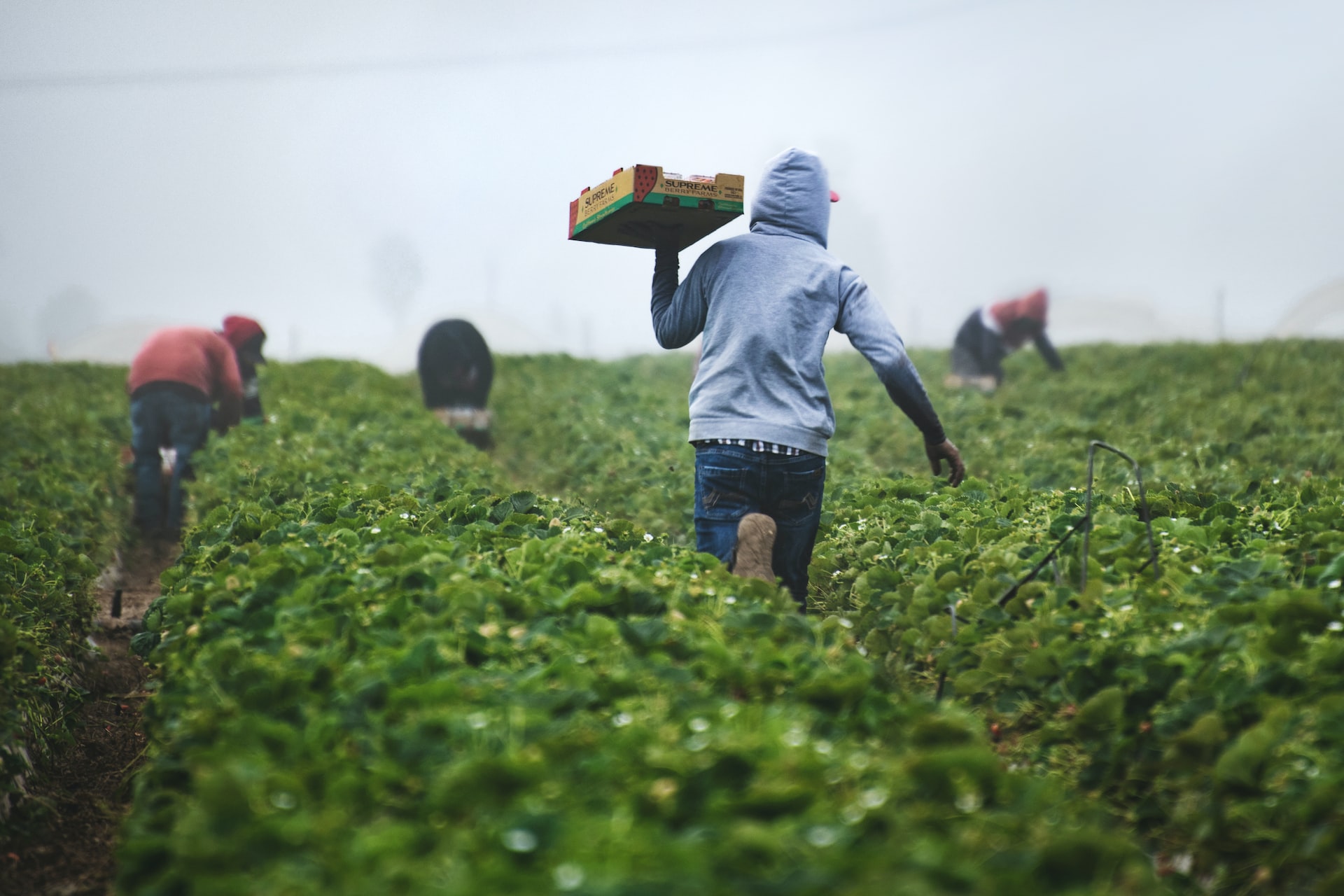 Farmers harvesting crops in a field