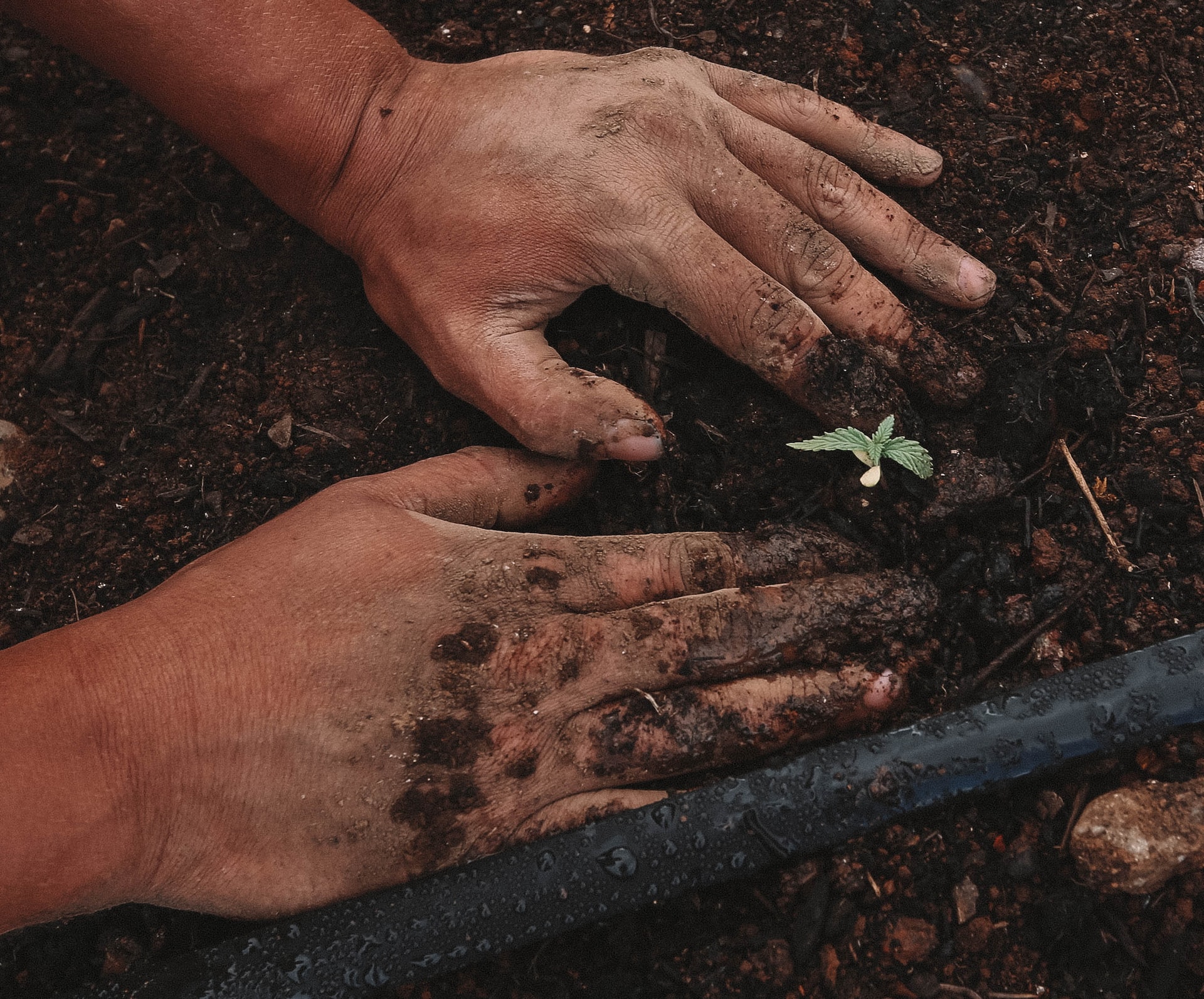 Farmer planting a small green seedling in soil