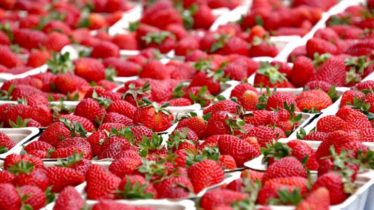 FDA Inspektion Formularvorlage
